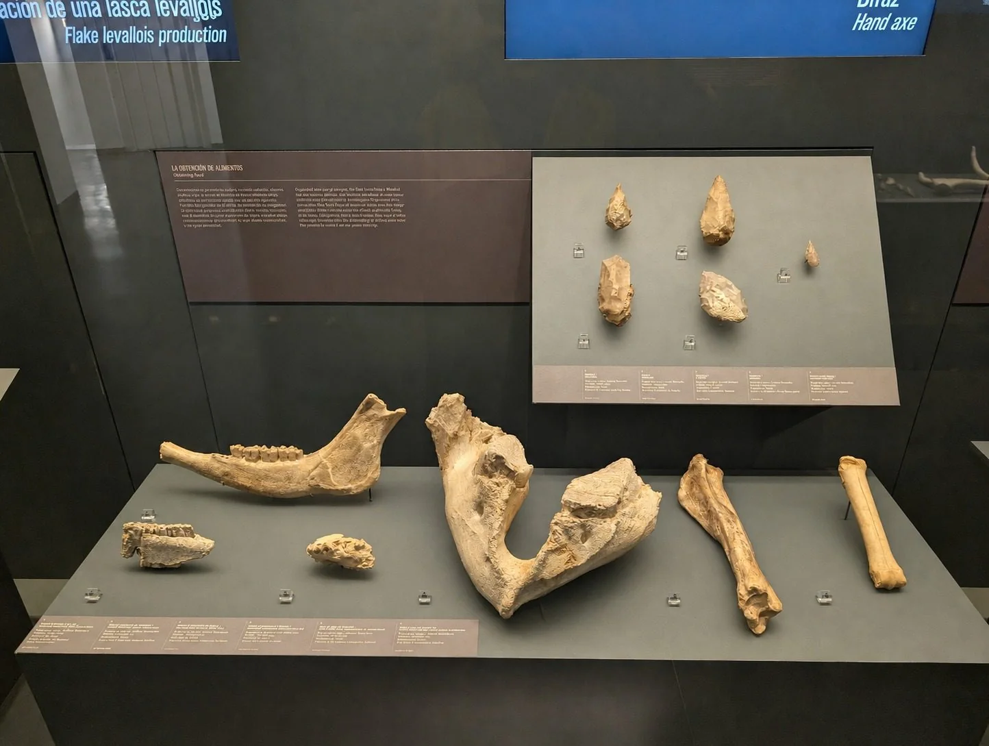 Museum display case with fossil bones and jaws